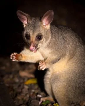 Brush-tail possum Stock Photos