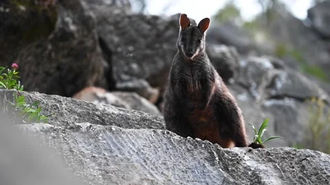 Brush tailed rock wallaby HD Stock Footage 218222885