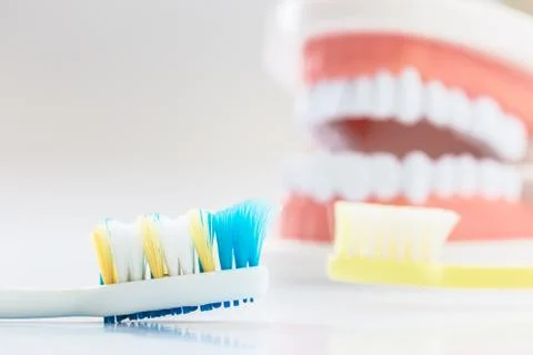 Brush teeth and Demonstration Teeth Model Stock Photos