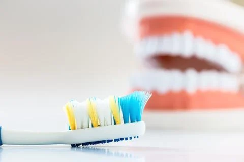 Brush teeth and Demonstration Teeth Model Stock Photos