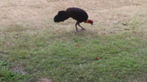Brush turkey foraging Stock Footage
