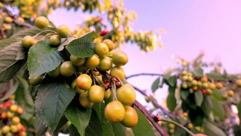 Brush of white yellow cherry berries on branch among green leaves Stock Footage 197008255