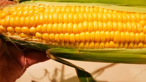 Brushed corncob in hand Video stock 118904591