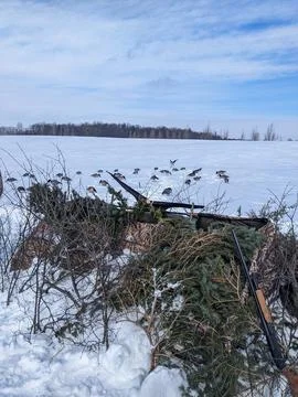 Brushed-in A-frame hunting blind looking out over Canada goose decoys Foto stock