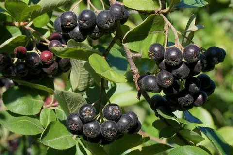 Brushes of chokeberry Stock Photos