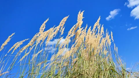 Brushes dry feather grass swaying wind backdrop clean sky white clouds summer Stock Footage 297700559