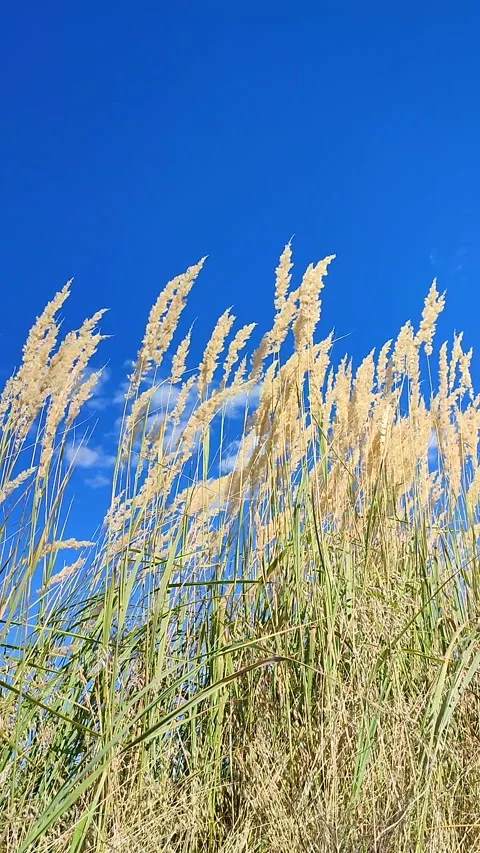 Brushes dry feather grass swaying wind backdrop clean sky white clouds Vertical Stock Footage 297700941