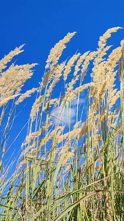 Brushes dry feather grass swaying wind backdrop clean sky white clouds Vertical Stock Footage 297701057