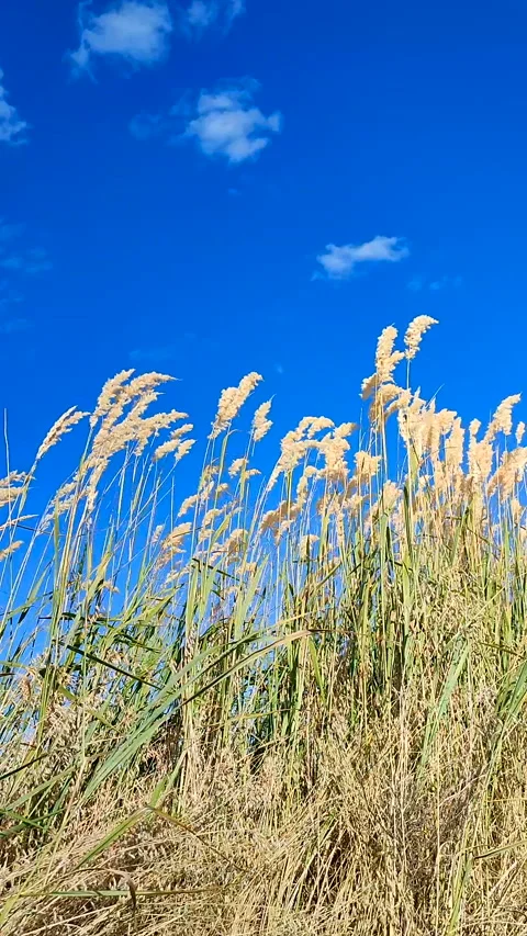 Brushes dry feather grass swaying wind backdrop clean sky white clouds Vertical Stock Footage 297701067