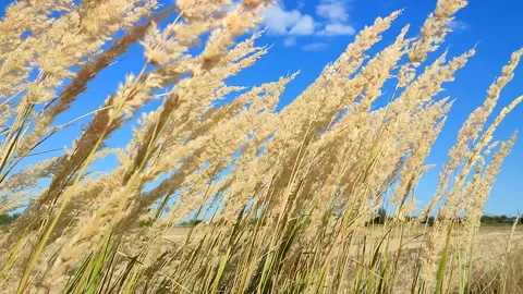 Brushes dry feather grass swaying wind backdrop blue sky white clouds summer Stock Footage 297701114