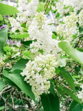Brushes of white lilac. Photos