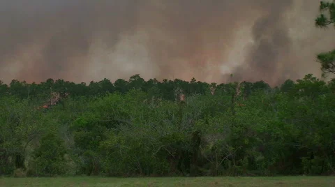 Brushfire: Brush Fire Stock Footage 490650
