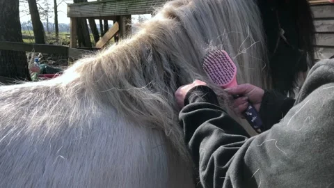 Horse Mane Hair