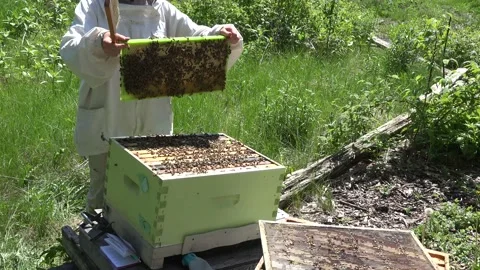 Brushing bees off a beehive frame at an apiary 4K Stock Footage 132177345