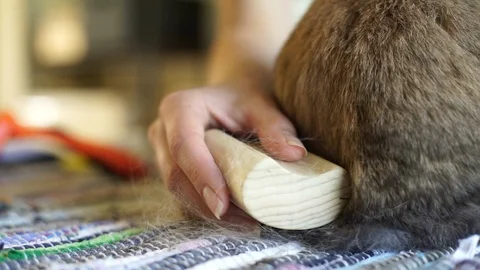 Brushing Brown House Rabbit Stock Footage 111821486