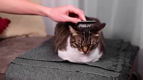 Brushing cat. Stock Footage 147052160
