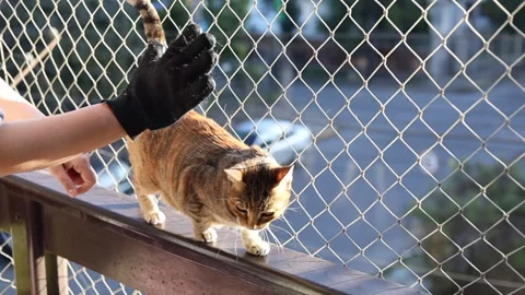 Brushing cat with glove to remove pets hair. Balcony with net protection 스톡 동영상 197449317