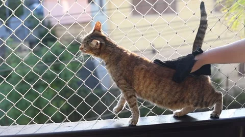 Brushing cat with glove to remove pets hair. Balcony with net protection Stock Footage 197449349