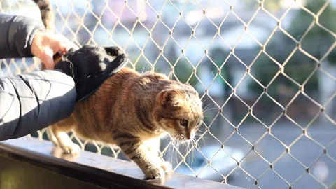 Brushing cat with glove to remove pets hair. Balcony with net protection Stock Footage 197449362