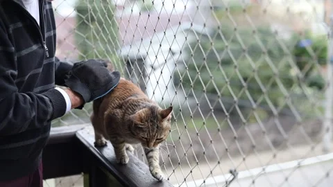 Brushing cat with glove to remove pets hair on a balcony with net protection Stock Footage 236002852
