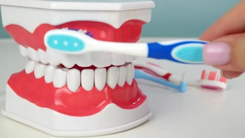 Brushing demonstration on dental model with moving toothbrush for oral hygiene Stock Footage 306268425