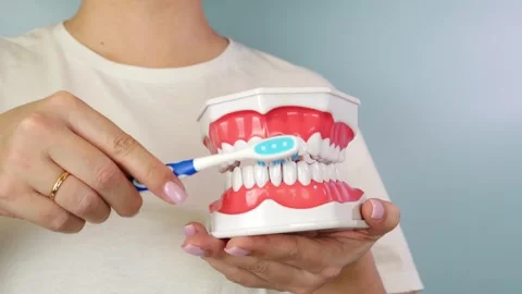 Brushing demonstration on model teeth with manual toothbrush for dental hygiene Stock Footage 306798861