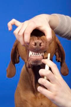 Brushing dog teeth Stock Photos