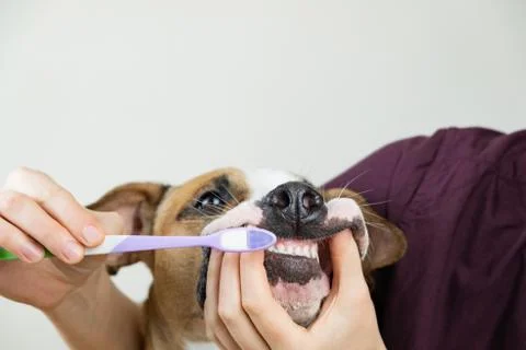 Brushing the dog's teeth.  Stock Photos