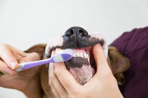 Brushing the dog's teeth.  Stock Photos