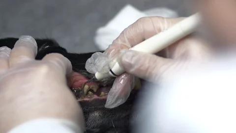 Brushing the dog's teeth at the vet Stock Footage 105569652