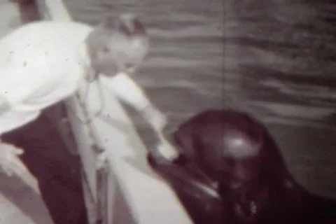 Brushing Dolphins Teeth Stock Footage 24671060