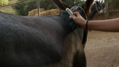 Brushing donkey back 2 Stock Footage 119613502