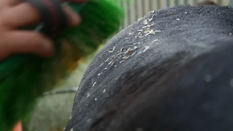 Brushing donkey back 3 Stock Footage 119614506