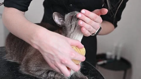 Brushing eliminates tangles in cats fluffy fur, enhancing texture and shine Stock Footage 305646875