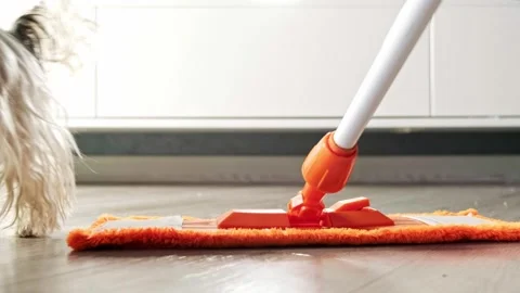 Brushing the floor after the Beaver Yorkshire Terrier dog ran Stock Footage 251567190
