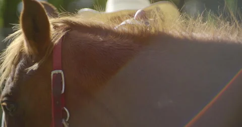Brushing horse mane 2 / Slow motion Stock Footage 130964844
