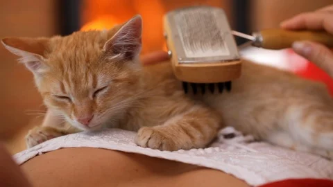 Brushing an orange tabby kitten lying on woman chest at the fireplace Video stock 114567820