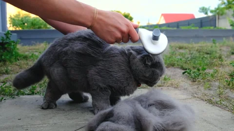 Brushing a pedigree cat. Selective focus. Stock Footage 318061114