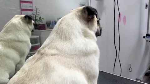 Brushing a pug with a rubber brush in a salon. cute pet. work of a groomer Stock Footage 309055280