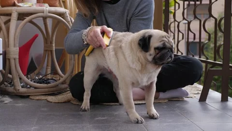 Brushing Pug on Terrace to Remove Fur Stock Footage 293781166