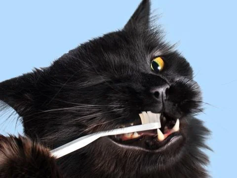 Brushing teeth cat, close up, blue background. aminal oral care Stock Photos