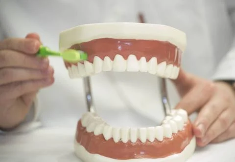 Brushing the teeth with a toothbrush and toothpaste, dental hygiene brushi... Stock Photos