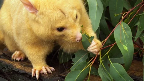 Brushtail Possum Stock Footage 113771624