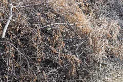 Brushwood batch to fire Foto stock