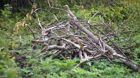 Brushwood Vídeo Stock 29678882