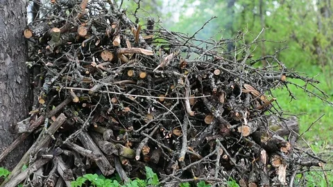 Brushwood Stock Footage 108138011