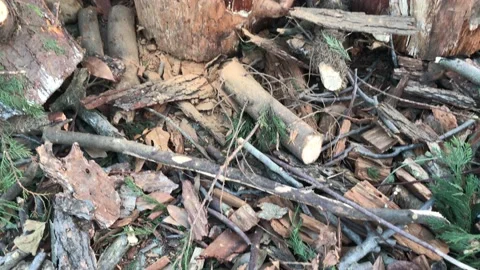 Brushwood Video stock 144343178