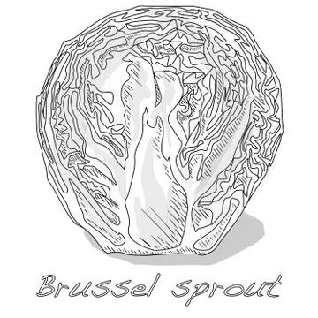 Brussel sprou tvector illustration. White background. Stock Illustration