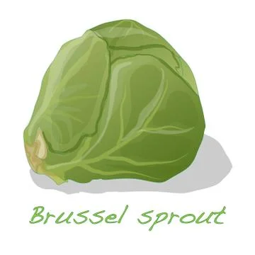 Brussel Sprout isolated Stock Illustration