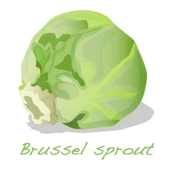 Brussel Sprout isolated Stock Illustration